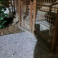 قفس فلزی مرغ و خروس با ۳ عدد درب ورودی