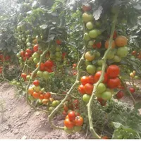 گلخانه درصدی|خدمات باغبانی و درختکاری|یزد, |دیوار