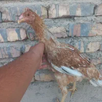 نوچه لاری معاوضه با خروس لاری و بوقلمون جوجه