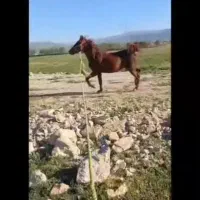 اسب کره نریان ۳ساله|اسب و تجهیزات اسبسواری|یاسوج, |دیوار