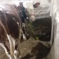 گاوشیری وگاونر