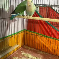 طوطی کوتوله-عروس هلندی-مرغ عشق رینبو