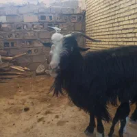 بز وبیگ ماده|حیوانات مزرعه|شوشتر, |دیوار
