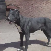 سگنر|سگ|بهار, |دیوار