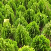 خدمات باغبانی باغچه کاری گلکاری هرسکاری گل وگیا|خدمات باغبانی و درختکاری|کرج, گلشهر|دیوار