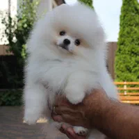 سگ توله پامر پامرانین خرسی ۲ ماه رنگ مشکی