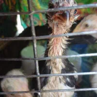 ۴ عدد جوجه لری گلین