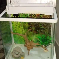 آکواریم سالم با وسیله|ماهی|بابل, |دیوار