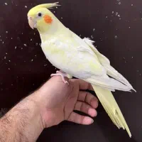 عروس هلندی ماده رام و دستی|پرنده|فومن, |دیوار