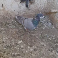 کبوتر|پرنده|چناران, |دیوار