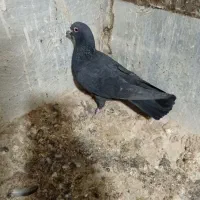 نر زاغ کرمانی|پرنده|گلبهار, شهر جدید گلبهار|دیوار