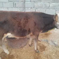دوگوساله نر