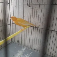 تعدادی قناری ماده|پرنده|ابهر, |دیوار