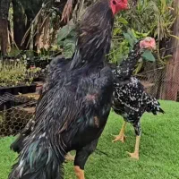 تخم مرغ لاری اصل|حیوانات مزرعه|گنبد کاووس, |دیوار