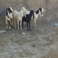 4تا بزغاله یکساله گلابی گوش بلند میش آبستن