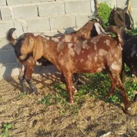 بز پاکستانی کاموری ونری دورگ کاموری|حیوانات مزرعه|جیرفت, |دیوار