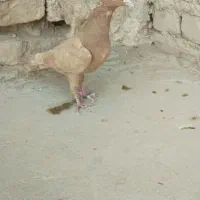 کفتر