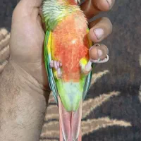 گیرینچبک رام و بازیگوش(دستی)|پرنده|قائم‌شهر, |دیوار