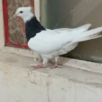 کبوتر|پرنده|اهواز, زرگان|دیوار