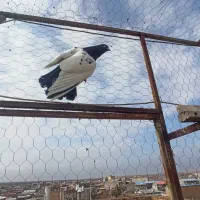 کبوتر|پرنده|ملکان, |دیوار