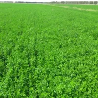 یونجه کوبیده