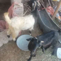 دو عدد کهره نر و ماده