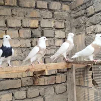 کبوتر طوقی پرشی