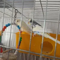 مرغ عشق جفت