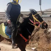 مادیان کرد  بقیه در توضیحات