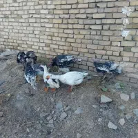 چندعددبقلمو وغاز به فروش میرسد|حیوانات مزرعه|قیدار, |دیوار