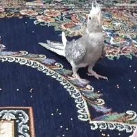 یه جفت عروس هلندی تخم گذار|پرنده|مشگین شهر, |دیوار