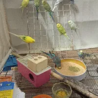 مرغ عشق مولد