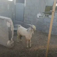 پازن روستای فداغ