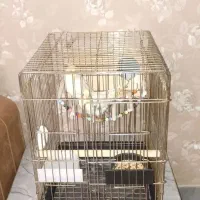 یک جفت عروس هلندی لوتینو سالم و سرحال|پرنده|فردیس, شهرک شهید حسینی|دیوار