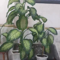 فروش دو عدد گل