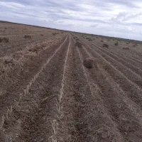 پرس بندی شده سویا|خدمات باغبانی و درختکاری|پارسآباد, |دیوار