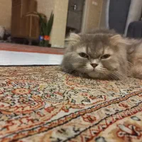 واگذاری گربه اسکاتیش لانگ هیر  ماده|گربه|پردیس, فاز ۳|دیوار