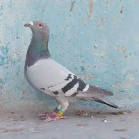 پلاکی مسافتی عراق نامبروان درجه یک|پرنده|اهواز, کمپلو شمالی|دیوار