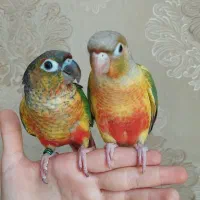 گرینچیک ۵ ماهه