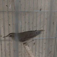 سهره زرد فنچ‌ خاص هزار قناری(معاوضه)|پرنده|تهران, نارمک|دیوار