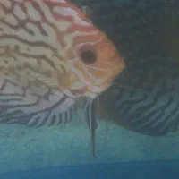 نه جفت دیسکس مولد|ماهی|مشهد, بهشت|دیوار