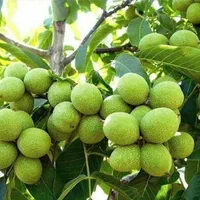 نهال بادام گردو اصلاح شده پیوندیی دیرگل خوشه ای|خدمات باغبانی و درختکاری|قزوین, |دیوار