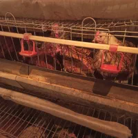 مرغ تخمگذار نژاد گلپایگانی اصلاح نژاد شده|حیوانات مزرعه|شاهین‌شهر, برخوار غرب|دیوار