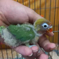 فنچ گلدین طوطی کوتوله مولد با جوجه