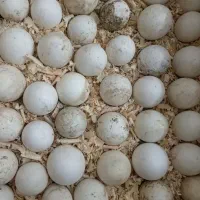 تخم نطفه دار غاز