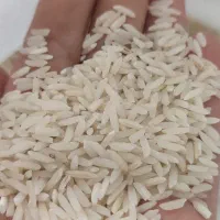 برنج الک زده هاشمی خرید مستقیم