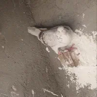 کفتر|پرنده|نیشابور, مازول|دیوار