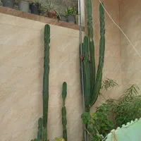 درخت کاکتوس