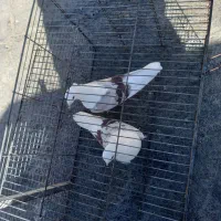 پلنگ نواتی|پرنده|شیروان (لرستان), |دیوار