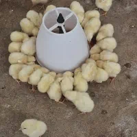 جوجه مرغ و اردک ایخوم